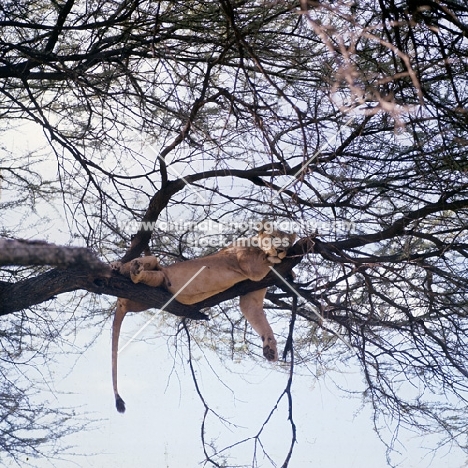 lioness in a tree after a meal, lake manyara national park