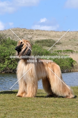 Afghan Hound posing