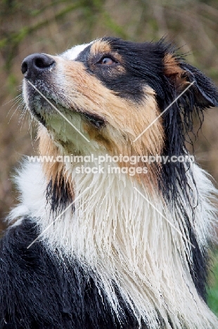 Australian Shepherd Dog looking up