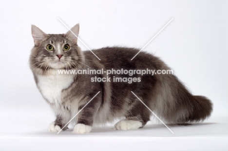 Blue Classic Tabby & White Norwegian Forest cat side view
