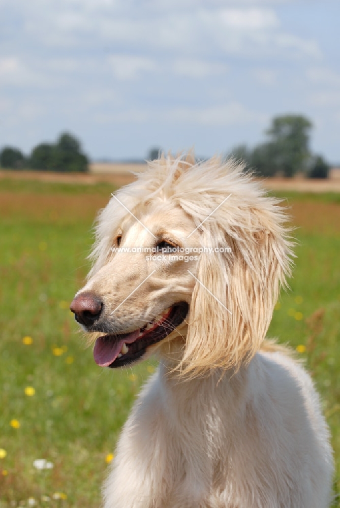 Taigan, sighthound of kyrgyzstan, portrait