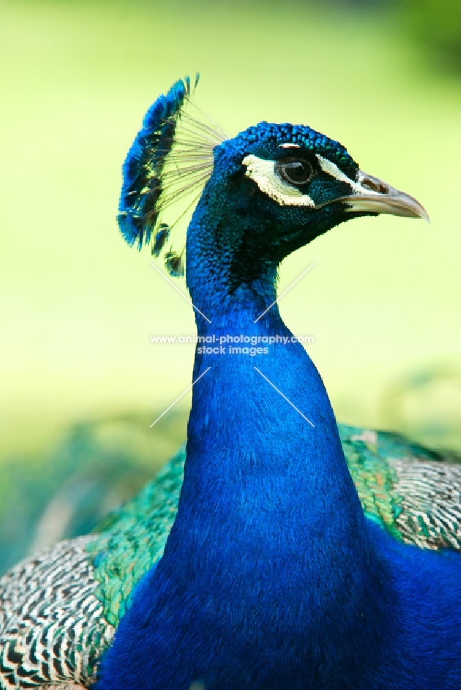 male indian blue peacock