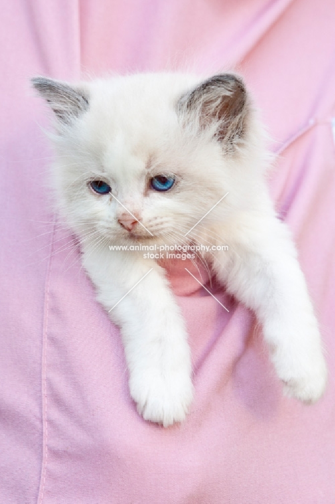 Ragdoll kitten in pocket