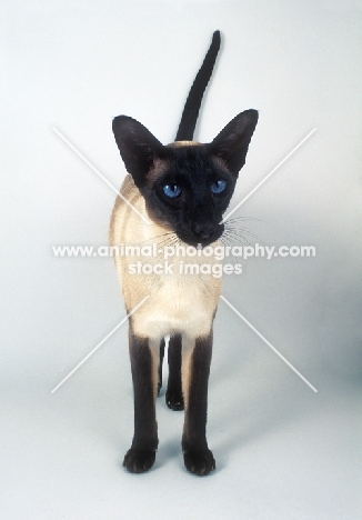 seal point Siamese cat