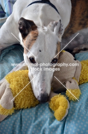 greyhound, ex racer, all photographer's profit from this image go to greyhound charities and rescue organisations