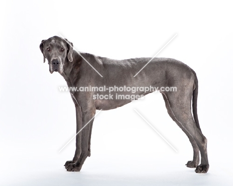 Great Dane, side view