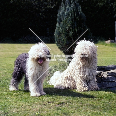  hercegvaros cica of borgvaale and loakespark (kitten), young komondor and young old english  sheepdog on grass