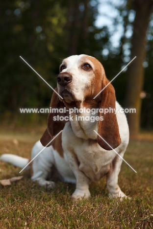 Basset Hound, sitting down