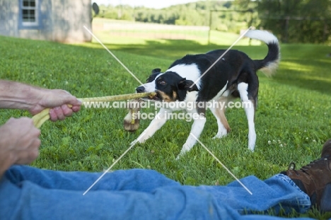 Border Collie playing tug