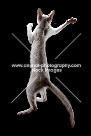 4 month old Peterbald cat, jumping