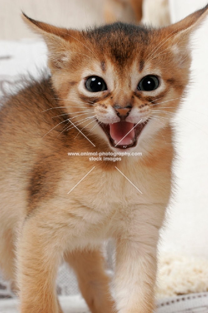 ruddy Abyssinian kitten meowing