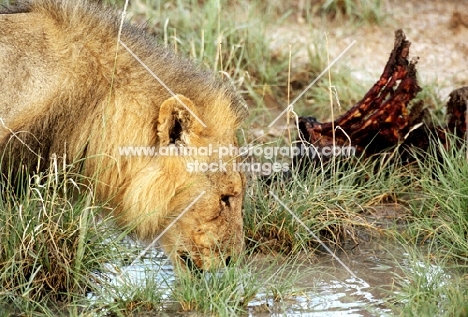 Lion havinf after dinner drink