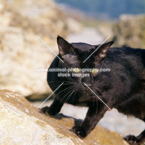 int ch janosz von asindia, havana cat on a rock