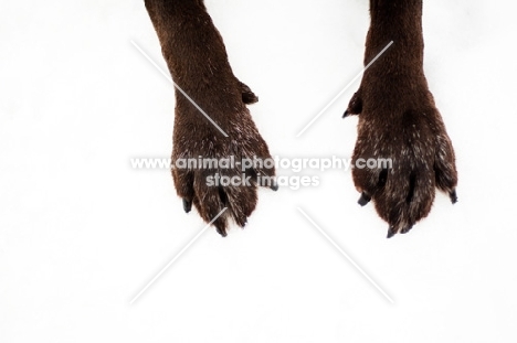 Chocolate Labrador's paws in the snow