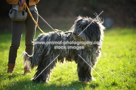 Bergamasco shepherd standing in a field