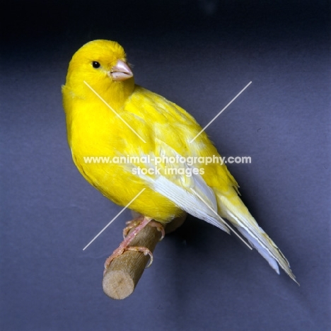 canary on a perch