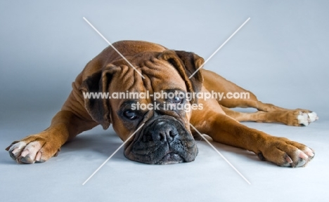 Boxer lying in studio