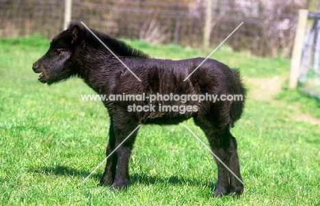 shetland foal crying out for mother
