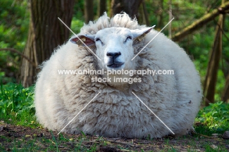 woolly cross bred sheep