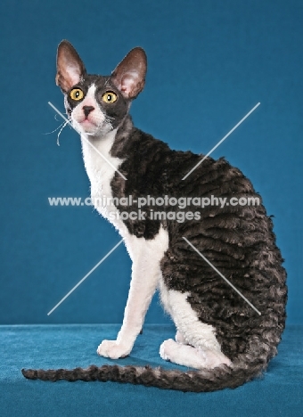 black and white Cornish Rex cat on blue background