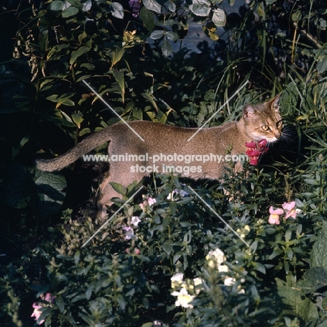 int ch cenicienta van mariëndaal abyssinian cat in bushes with flowers