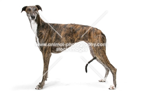 brindle and white Greyhound, Australian Champion