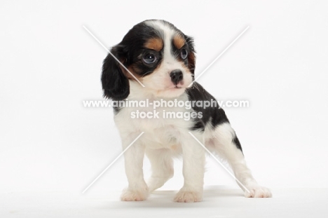 tri coloured Cavalier King Charles Spaniel puppy, standing