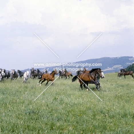 Lipizzaner colts galloping in summer pasture at stubalm, piber
