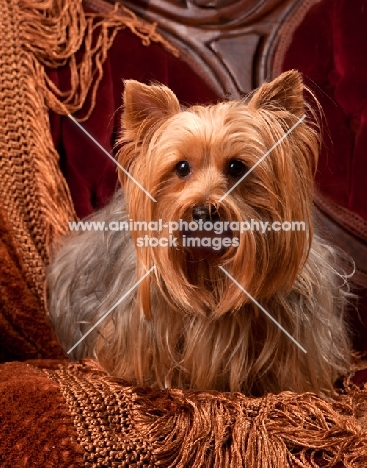 Yorkshire Terrier on sheet