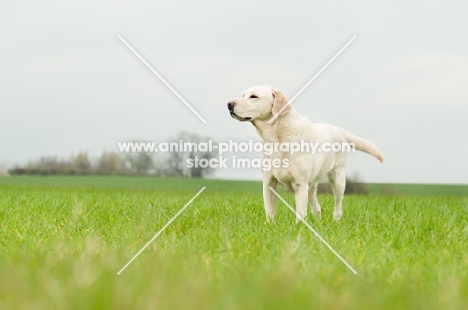 Pet Labrador standing in crop field