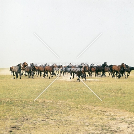 herd of Hungarian Horses galloping on Great Hungarian Plain