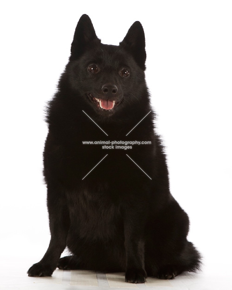 Schipperke sitting down