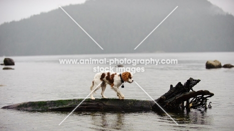 Cavalier King Charles Spaniel balancing on log in water.
