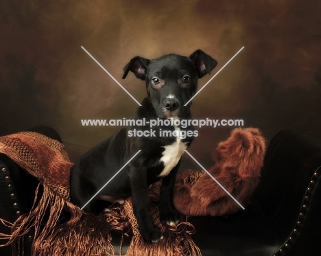 black and white American Pit Bull Terrier puppy