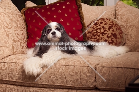 Cocker Spaniel on sofa