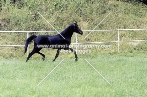 gharib, (world-famous chief sire of Marbach state stud) trotting in stallion paddock