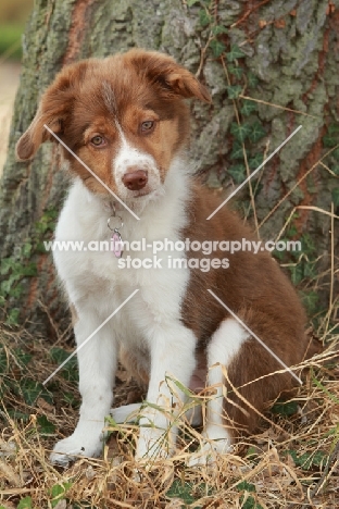 Border collie puppy