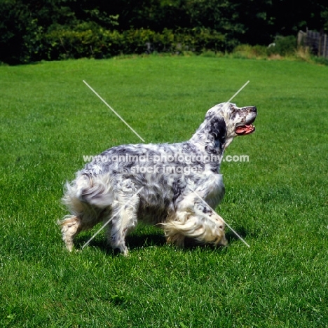 english setter walking on grass