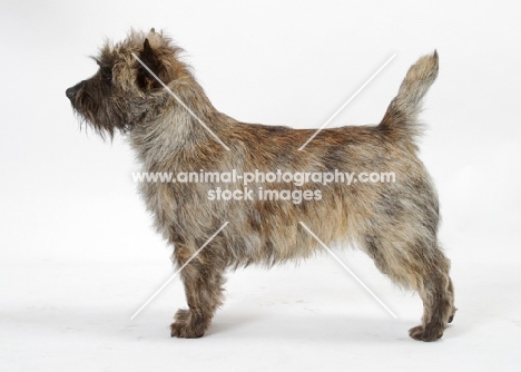 Brindle Australian Champion Cairn Terrier