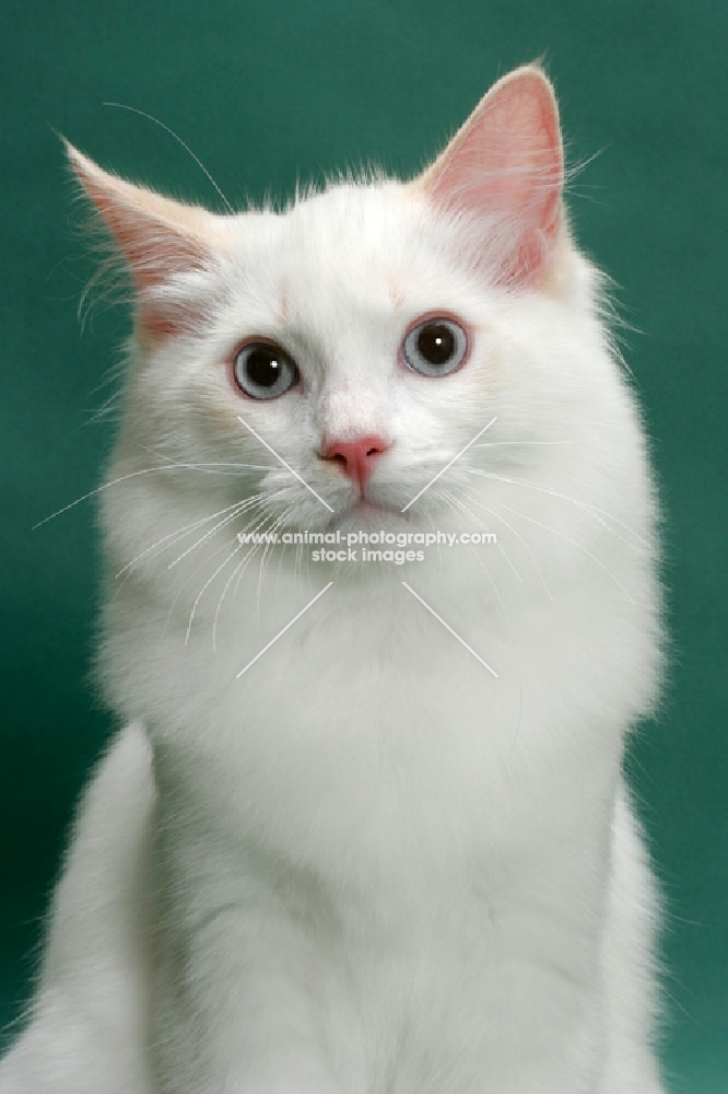 young male cream point bi-Colour Ragdoll