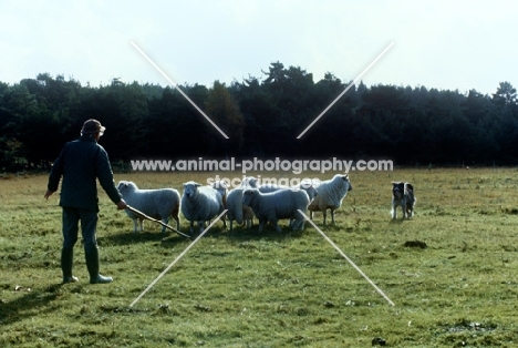 cross bred dog herding sheep