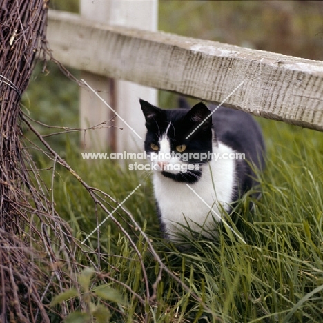 black and white cat