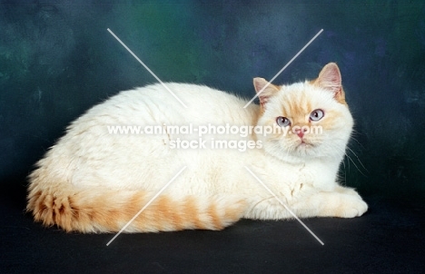 red colourpoint British Shorthair, lying down