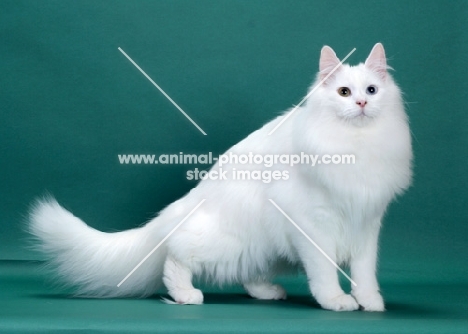 White Odd Eyed Norwegian Forest Cat