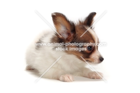 Papillon puppy in studio