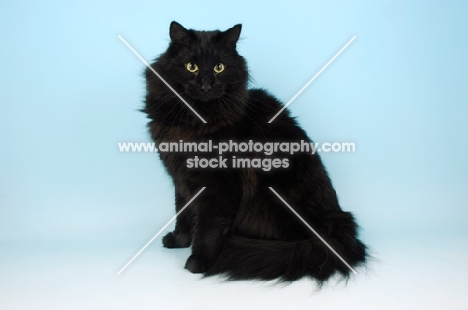 black norwegian forest cat, sitting