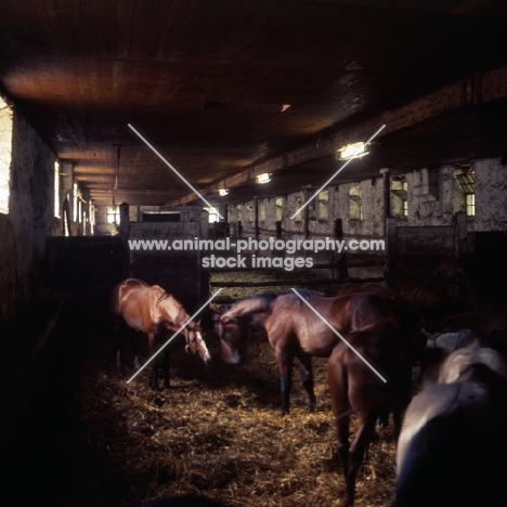 group of horses in ancient stable at marbach  