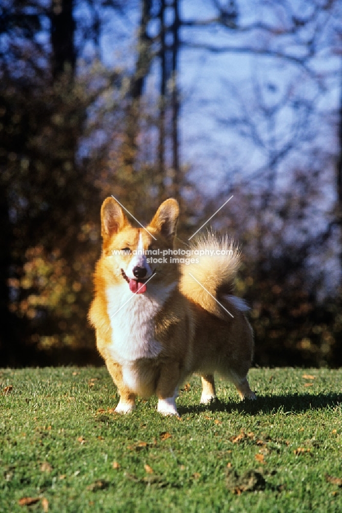 pembroke corgi, undocked