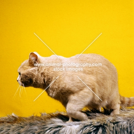 British Shorthair cream cat turning away