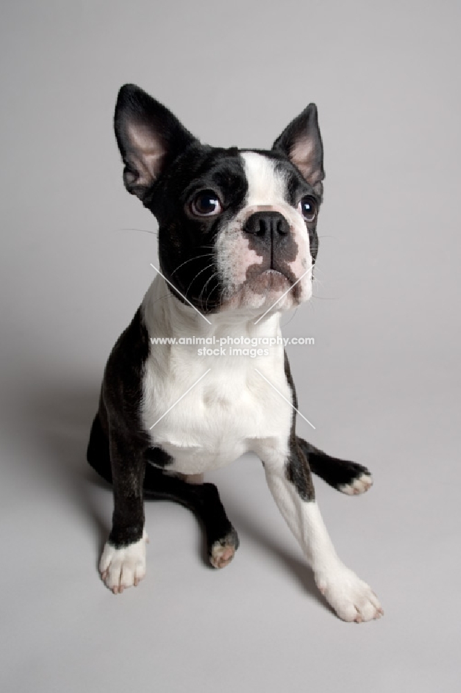 Boston Terrier waiting patiently